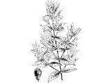 Myrtle (Myrtus communis), Heb HaDaS (Neh.8.15, Is.41.19, 55.13, Zech.1.8,10,11)